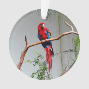 Macaw à ailes vertes #2