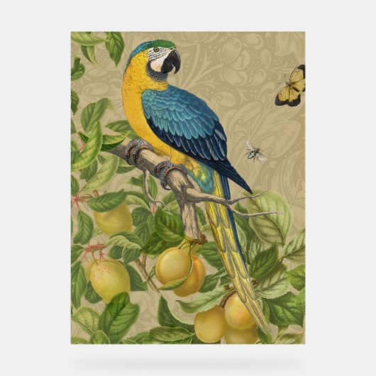 Macaw Blue Yellow Tropical Oerwoud Antiek Acryl Bord (Voorkant)