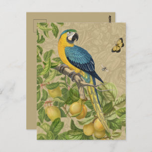 Macaw Blue Yellow Tropical Oerwoud Antiek Briefkaart