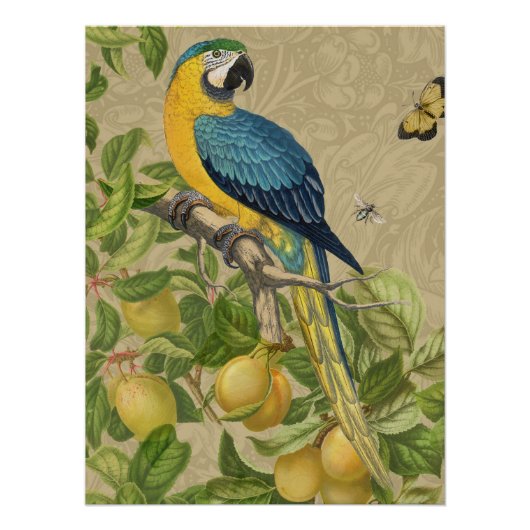 Macaw Blue Yellow Tropical Oerwoud Antiek Perfect Poster (Voorkant)