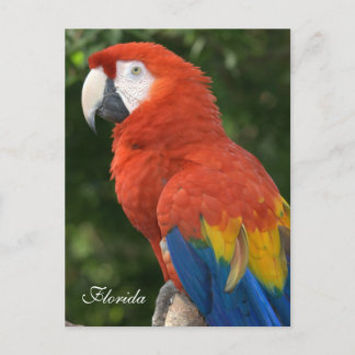 Macaw Briefkaart