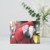 Macaw briefkaart (Staand voorkant)
