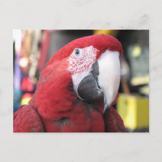 Macaw briefkaart