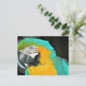 Macaw Briefkaart (Staand voorkant)