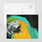 Macaw Briefkaart (Voorkant / Achterkant)