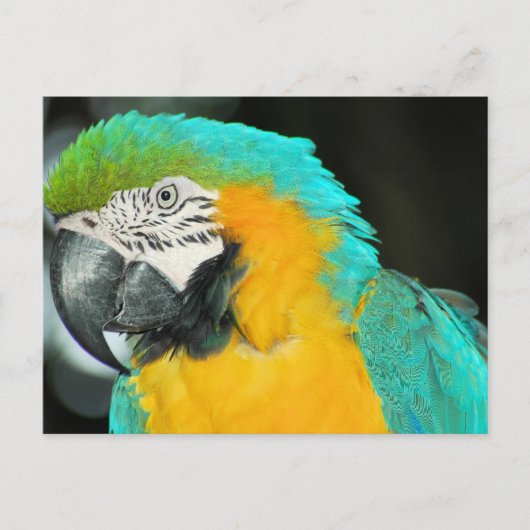 Macaw Briefkaart (Voorkant)