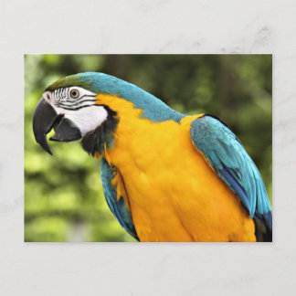 Macaw Briefkaart