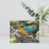 Macaw Briefkaart (Staand voorkant)