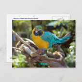 Macaw Briefkaart (Voorkant / Achterkant)