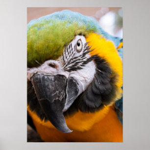 Macaw Close-up poster
