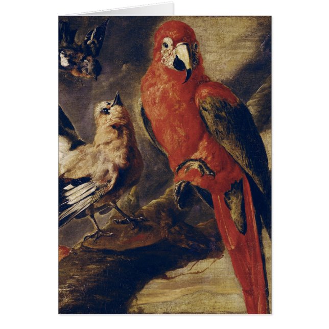 Macaw en Bullfinch (Voorkant)