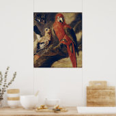 Macaw en Bullfinch Poster (Keuken)
