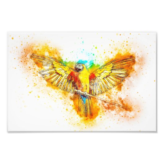 Macaw Foto Afdruk (Voorkant)