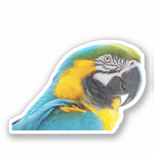 Macaw Foto Sticker