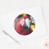Macaw grote sticker (Envelop)