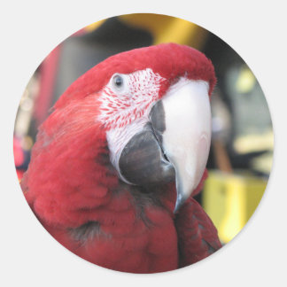 Macaw grote sticker
