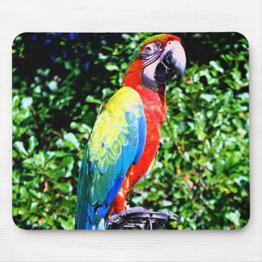 Macaw Mousepad Muismat (Voorkant)