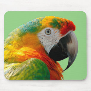 Macaw Muismat