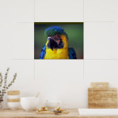 Macaw Parrot Bird Wall Poster (Keuken)