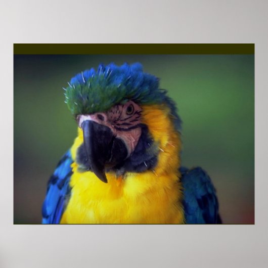 Macaw Parrot Bird Wall Poster (Voorkant)