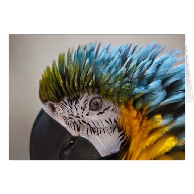 Macaw Parrot - Carte (Devant horizontal)