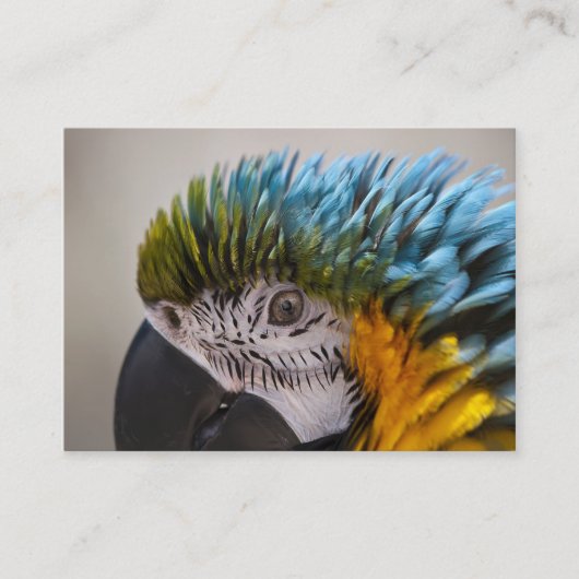 Macaw Parrot - Carte de visite (Devant)