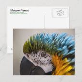 Macaw Parrot - Carte postale (Devant / Derrière)
