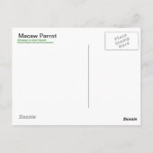 Macaw Parrot - Carte postale (Dos)