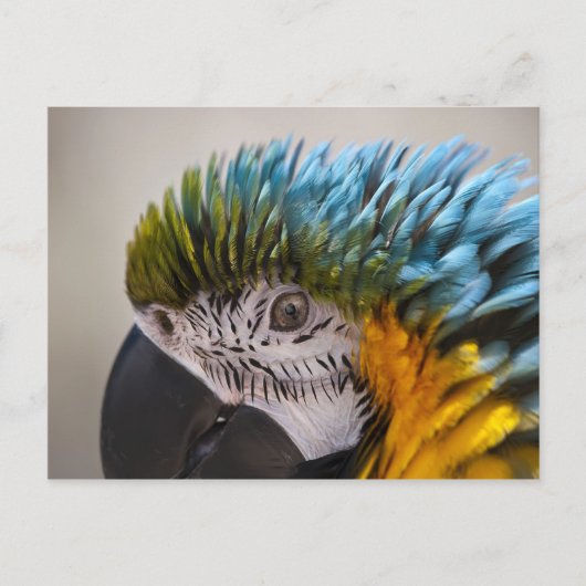 Macaw Parrot - Carte postale (Devant)