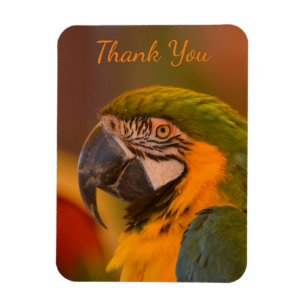 Macaw Parrot Dank u Magneet