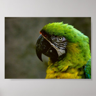 Macaw Parrot Foto Poster