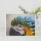 Macaw Parrot - Invitation (Debout devant)