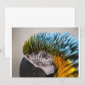 Macaw Parrot - Invitation (Devant / Derrière)