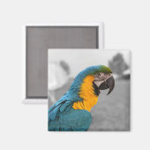 Macaw Parrot Magneet (Voorkant / Achterkant)