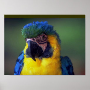 Macaw Parrot Oiseau Mur Poster Mural