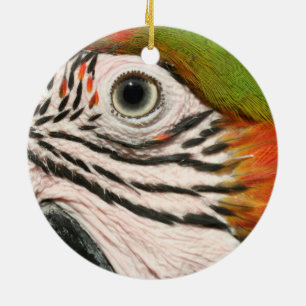 Macaw Parrot Ornament Harlequin Macaw Eye