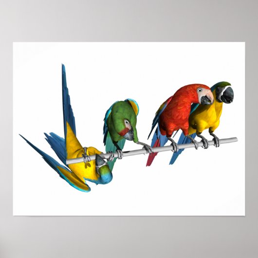 Macaw Parrot Poster (Voorkant)