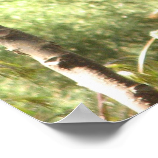 Macaw Parrot Poster (Hoek)