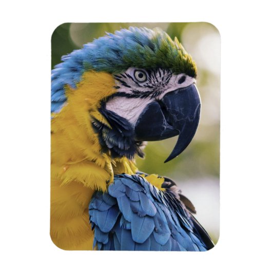 Macaw Parrot Profiel Portret Foto Magneet (Verticaal)