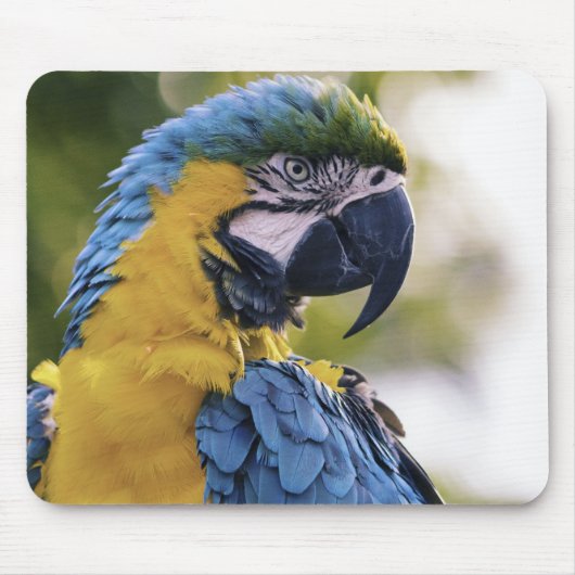 Macaw Parrot Profile Portrait Photograph Muismat (Voorkant)