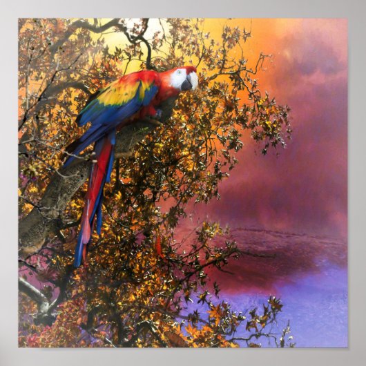 MACAW PARROT RAIN FOREST OUTPOST POSTER (Voorkant)