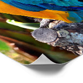 Macaw Parrot Yellow and Blue Bird Poster (Hoek)