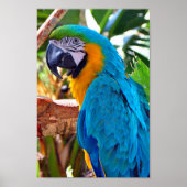Macaw Parrot Yellow and Blue Bird Poster (Voorkant)
