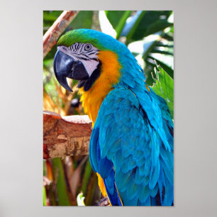 Macaw Parrot Yellow and Blue Bird Poster