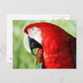 Macaw Portrait Briefkaart (Voorkant / Achterkant)
