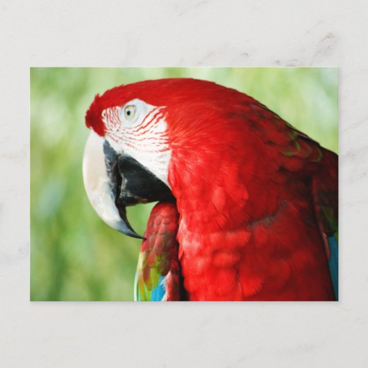 Macaw Portrait Briefkaart (Voorkant)