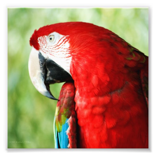 Macaw Portrait Foto Afdruk (Voorkant)
