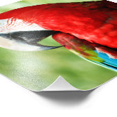 Macaw Portrait Foto Afdruk (Hoek)