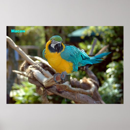 Macaw Poster (Voorkant)
