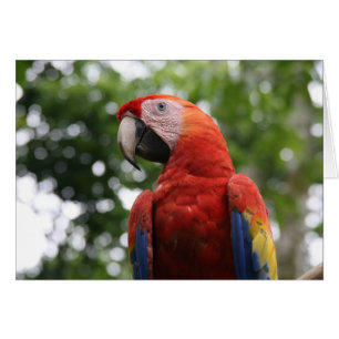macaw roja